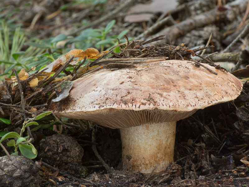 Tricholoma colossus